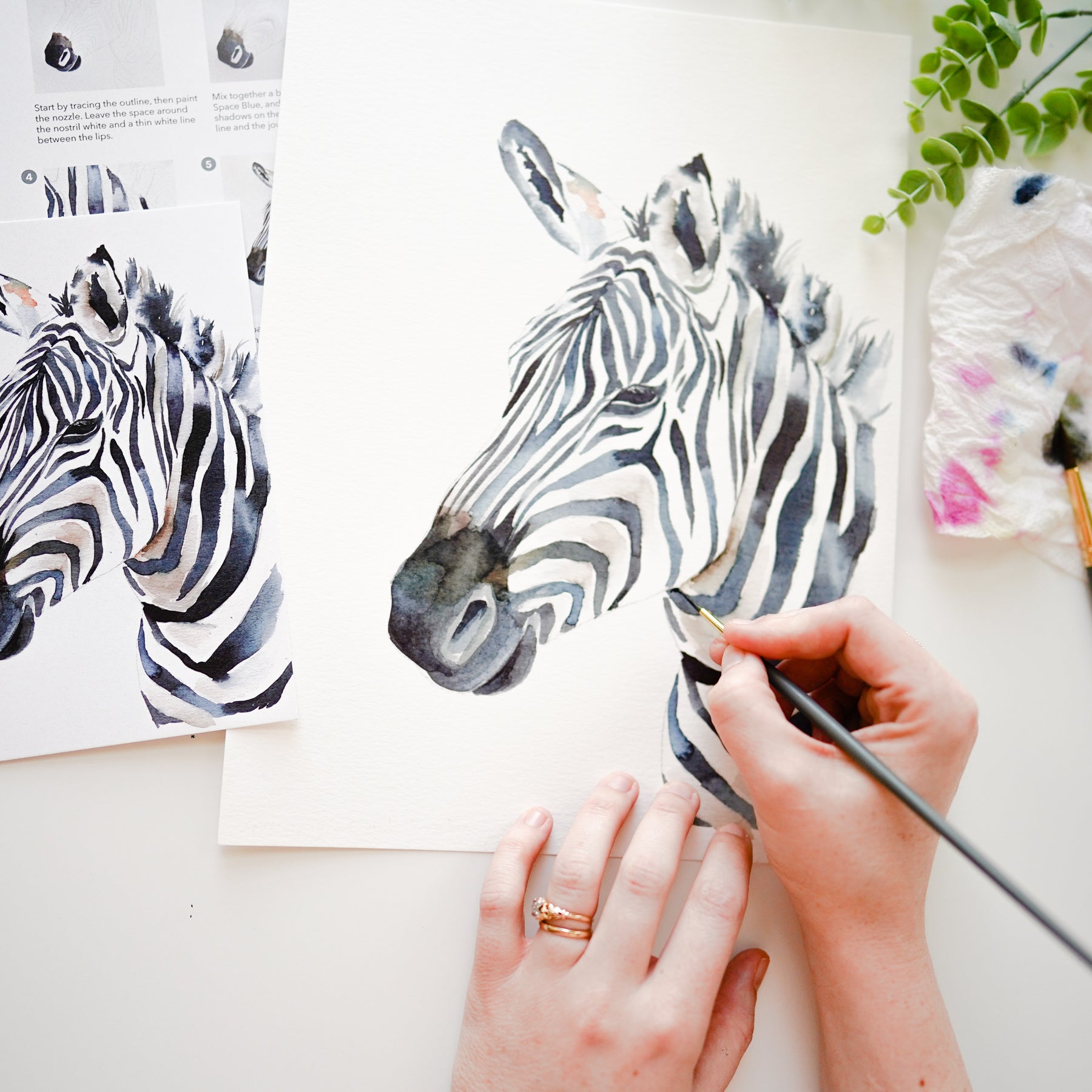 Zebra