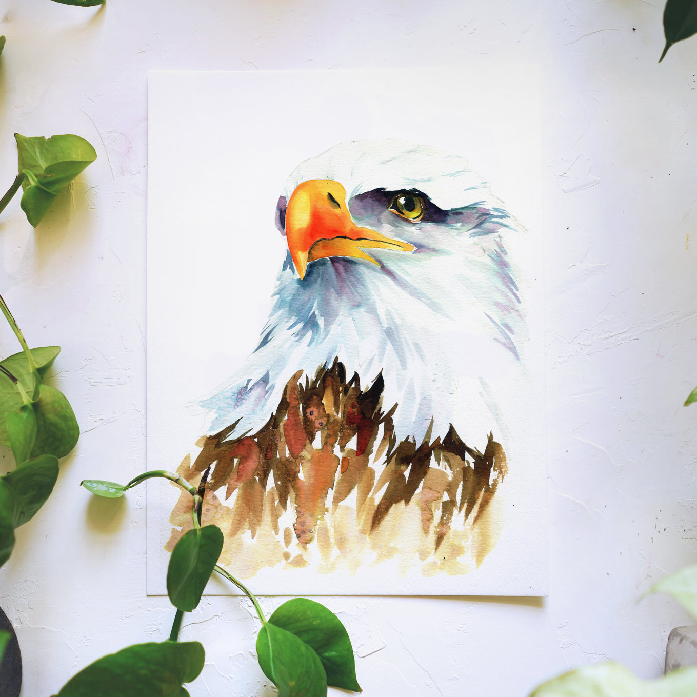 Bald Eagle
