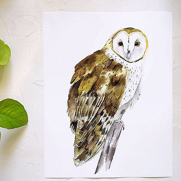 Barn Owl