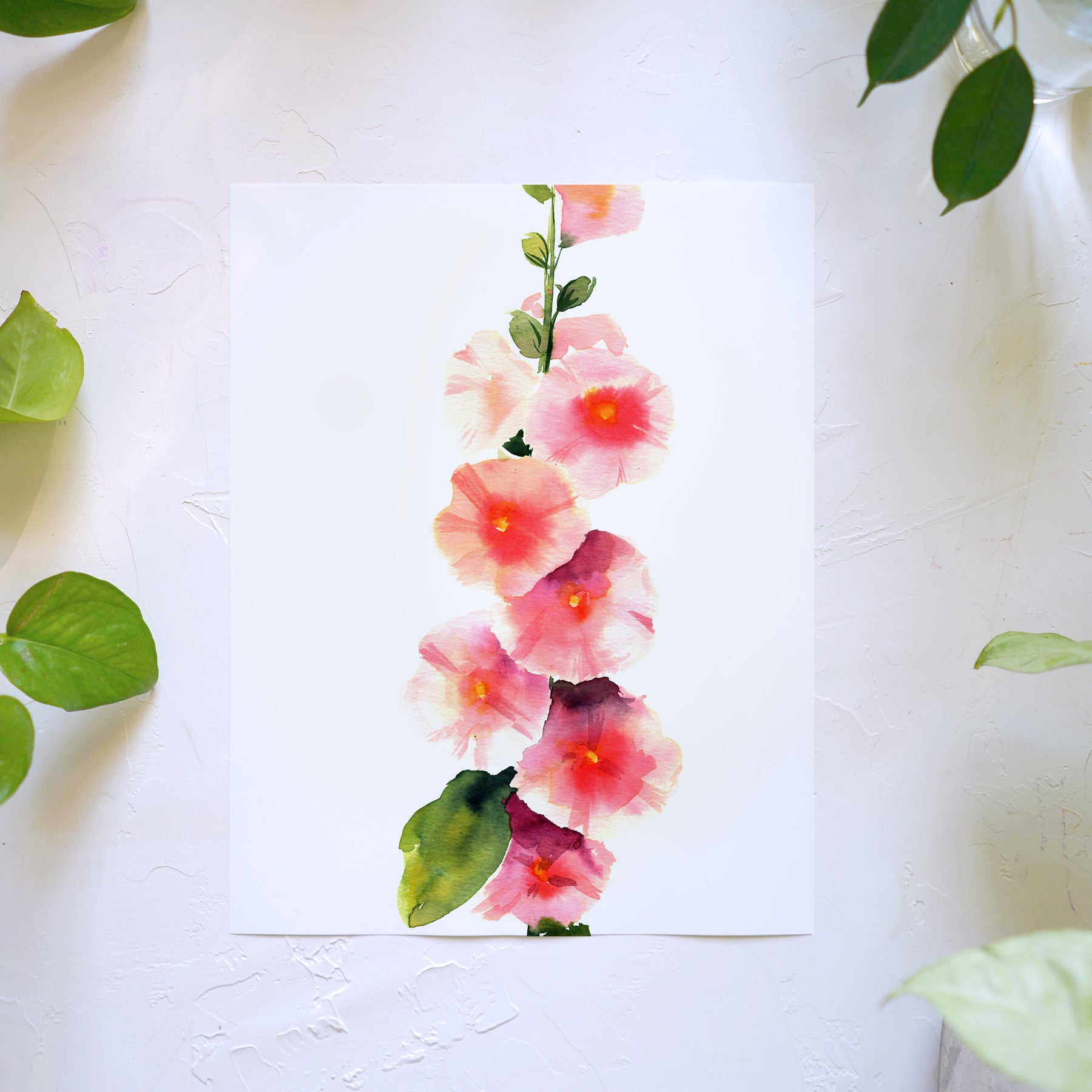Hollyhock
