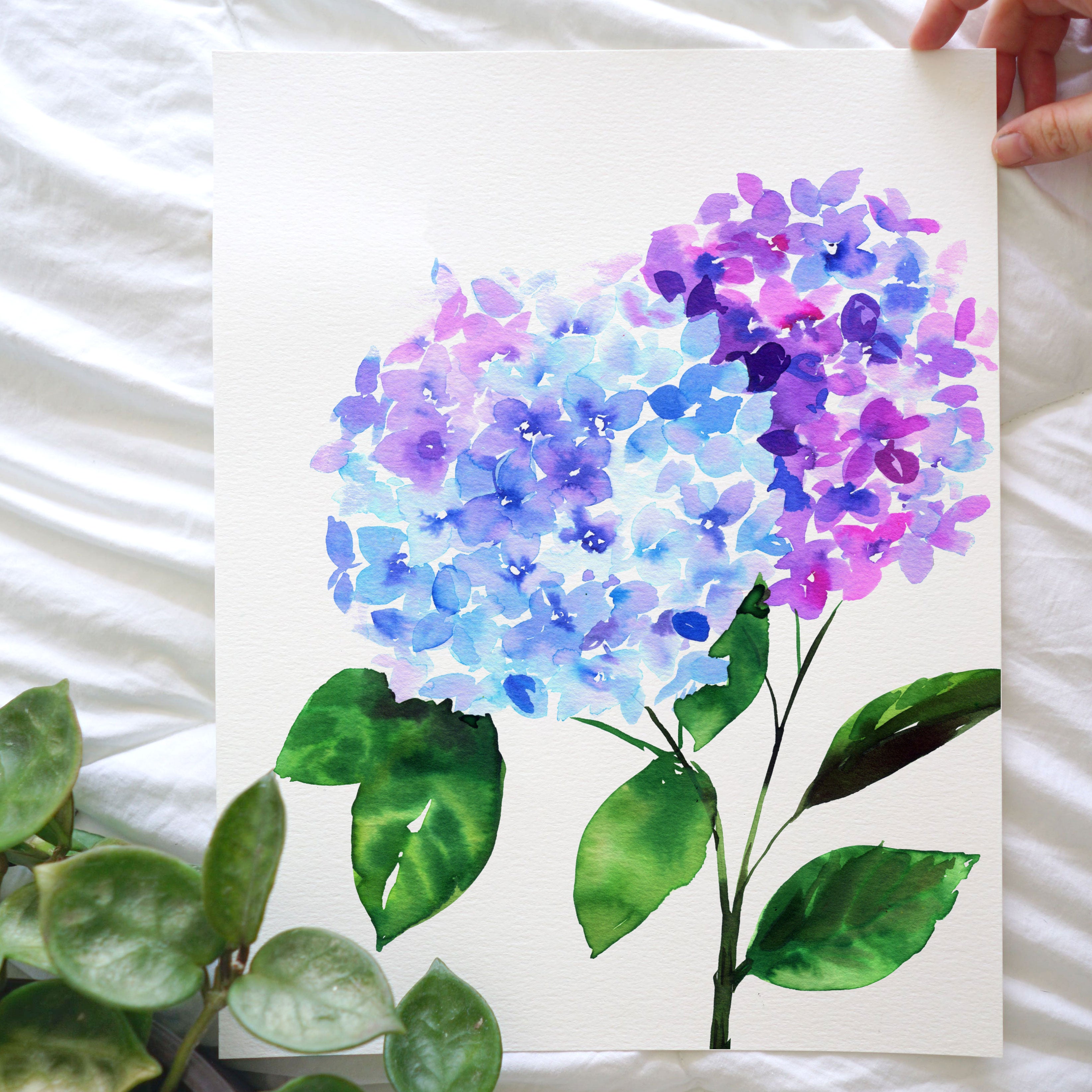 Hydrangea