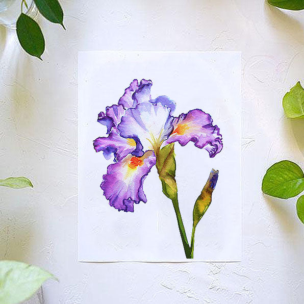 Iris