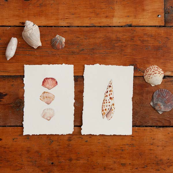 Deckle Seashells