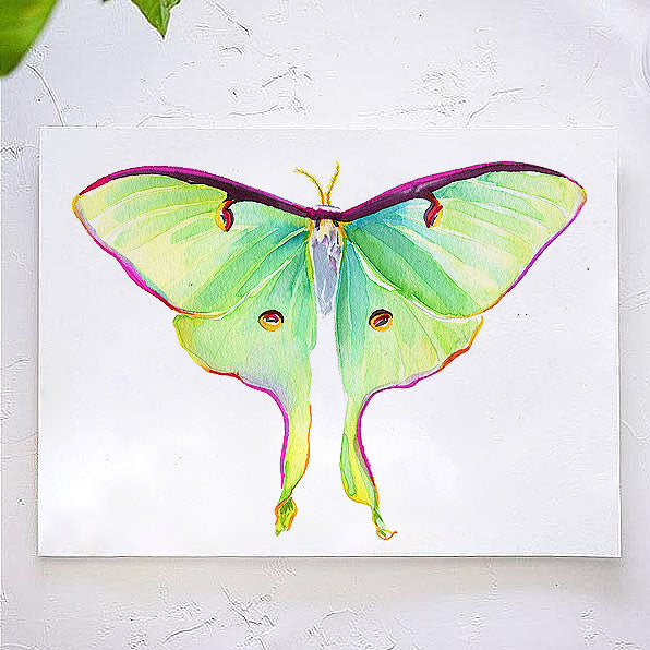 Luna Moth