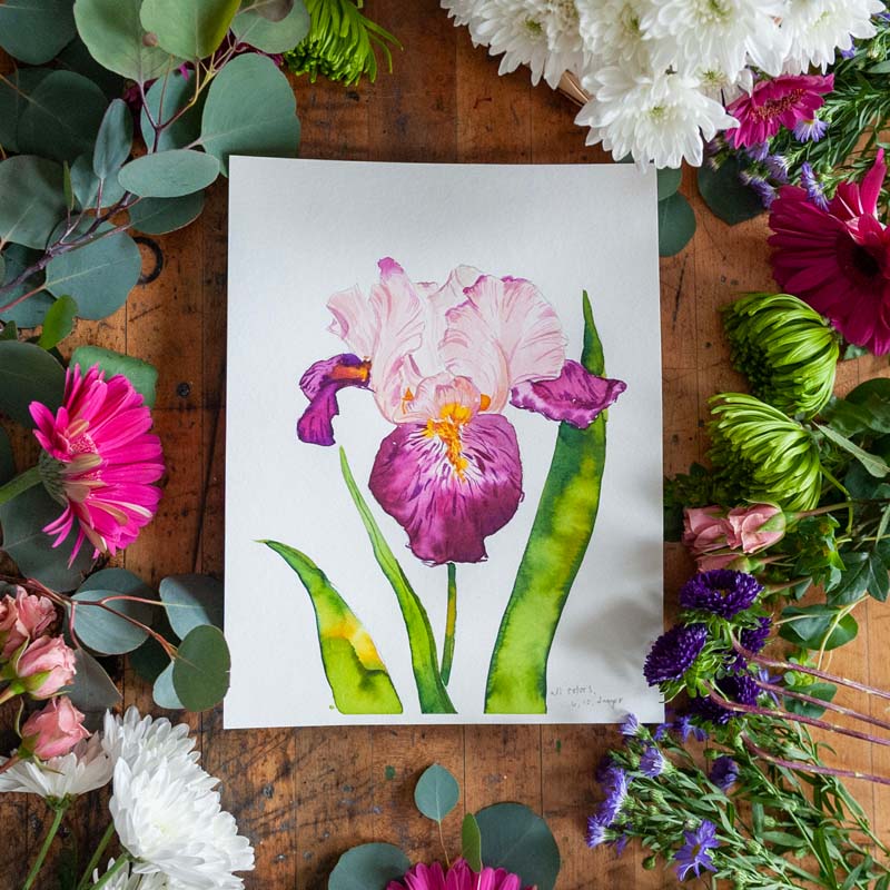 Bearded Iris
