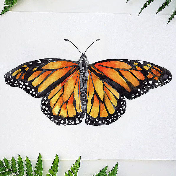 Monarch Butterfly