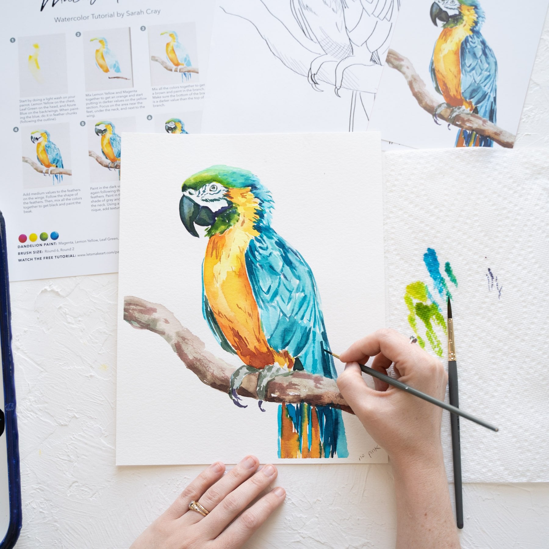 Macaw Parrot