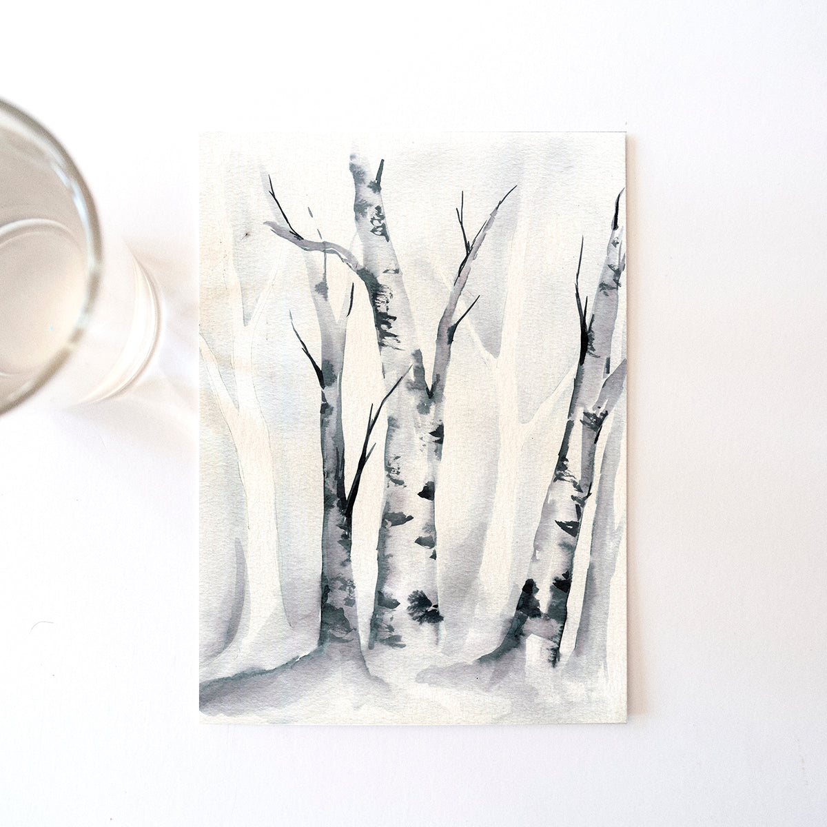 Birch Trees