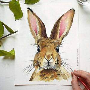 Rabbit